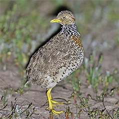 Plains Wanderer