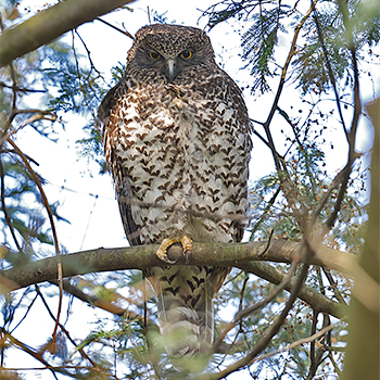 Powerful Owl