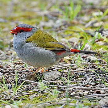 Red-browed Firetail