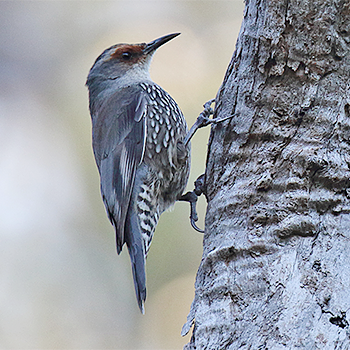 Red-browed Treecreeper