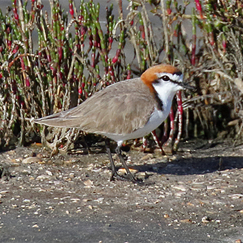 Red-capped Plover