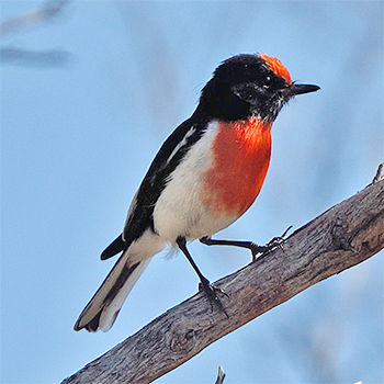 Red-capped Robin