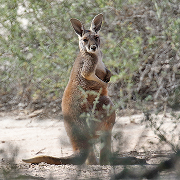 Red Kangaroo