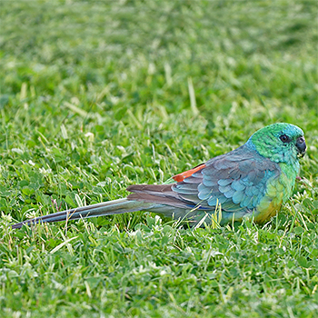 Red-rumped Parrot