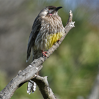 Red Wattlebird