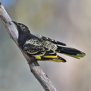 Regent Honeyeater