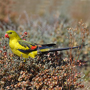 Regent Parrot