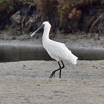 Royal Spoonbill