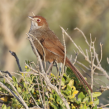 Rufous Bristlebird