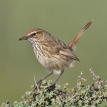 Rufous Fieldwren