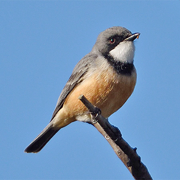 Rufous Whistler