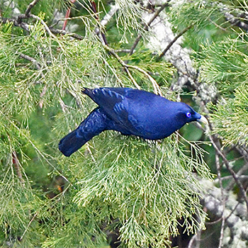 Satin Bowerbird