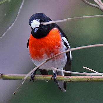 Scarlet Robin