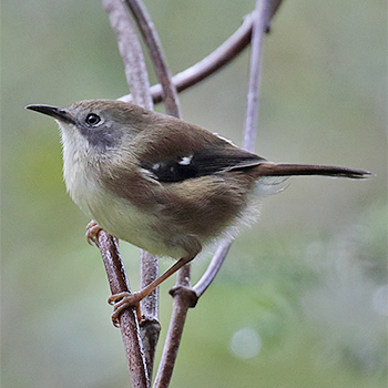 Scrubtit