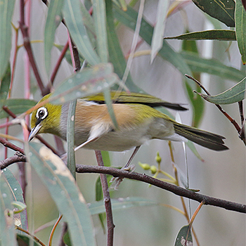 Silver-eye