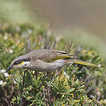 Singing Honeyeater
