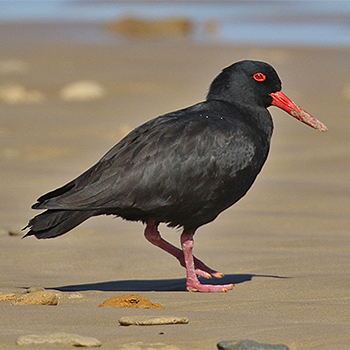 Sooty Oystercatcher