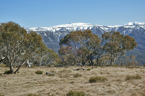 Southern Alps