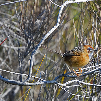 Southern Emuwren