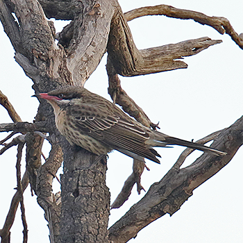 Spiny-cheeked Honeyeater