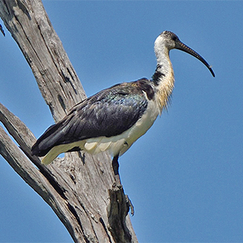 Straw-necked Ibis
