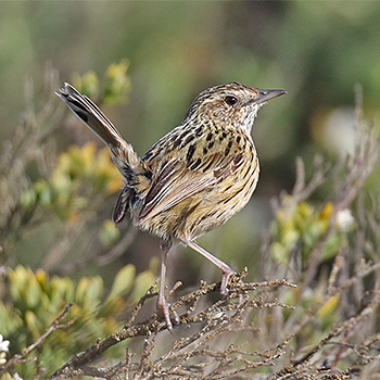 Striated Fieldwren