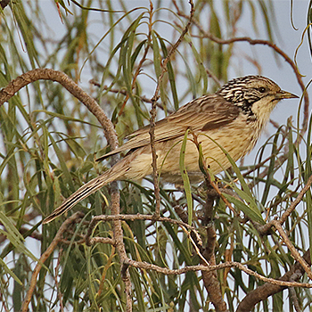 Striped Honeyeater