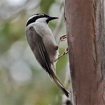 Strong-billed Honeyeater
