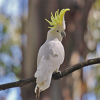 Sulphur-crested Cockatoo