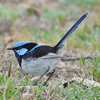 Superb Fairywren