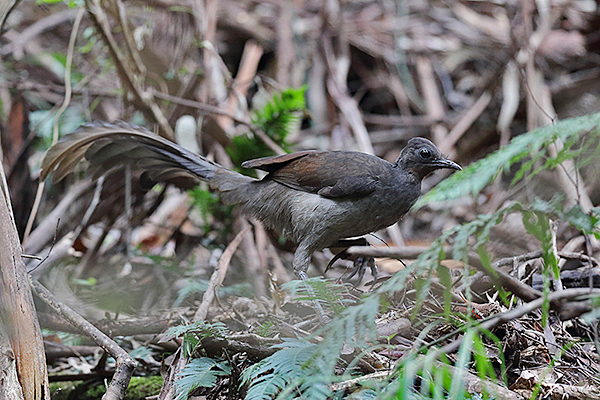Superb Lyrebird