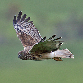 Swamp Harrier
