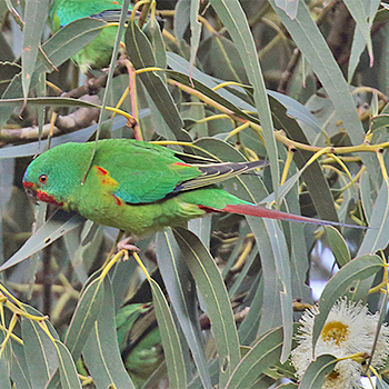 Swift Parrot