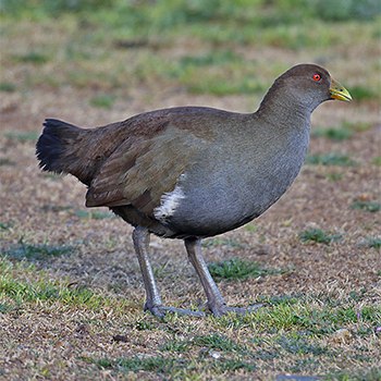 Tasmanian Native-hen