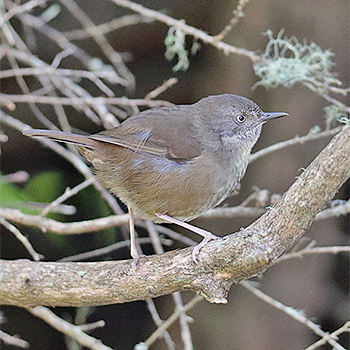 Tasmanian Scrubwren