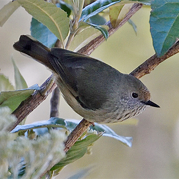 Tasmanian Thornbill