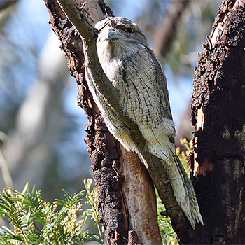 Tawny Frogmouth