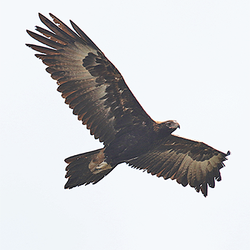 Wedge-tailed Eagle