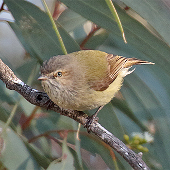 Weebill