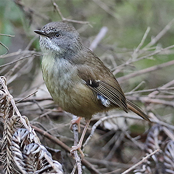 White-browed Scrubwren