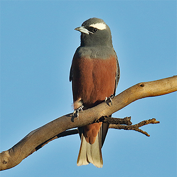 White-browed Woodswallow