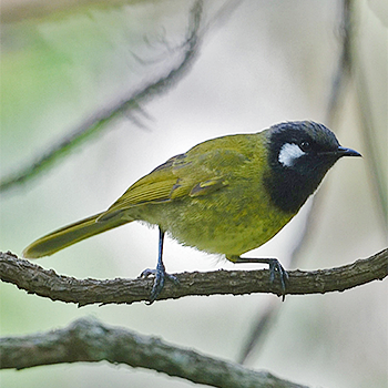 White-eared Honeyeater