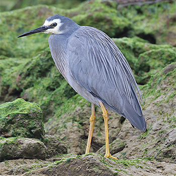 White-faced Heron