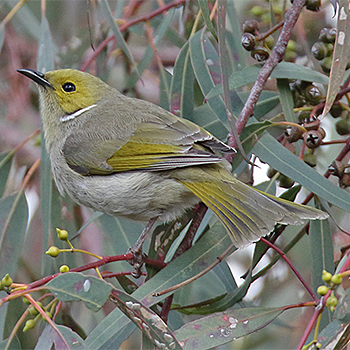 White-plumed Honeyeater