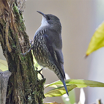 White-throated Treecreeper