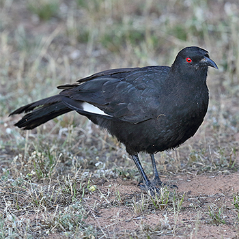 White-winged Chough