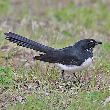 Willie-wagtail