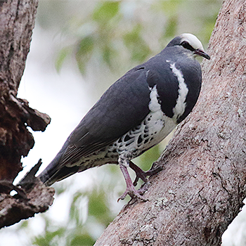 Wonga Pigeon