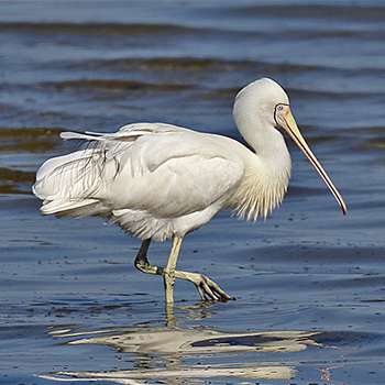 Yellow-billed Spoonbill