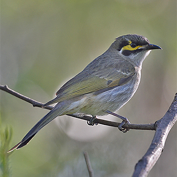 Yellow-faced Honeyeater